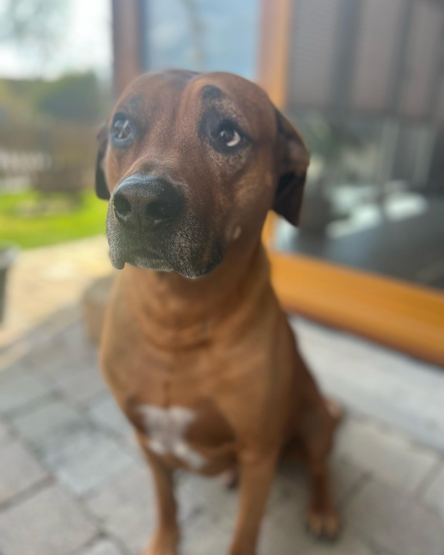 Ein Hund und Krebskrank ? Ist das gut ?

Jaaaa und jaaaaa und verdammt jaaaaa…..

Mehr kann ich dazu nicht sagen 😘❤️

#krebsblogger #krebsisteinarschloch #krebskämpfer #krebskrank #cancer #cancerfighter #lifestyle #lifeisgood #lifeisbeautiful #lifecoaching #lifegoals #lifeofadventure #love #selfie #healthylifestyle #healthy #gesundheit #gesundleben #krank #krankheit #lebensfreude #lebengenießen #lebensqualität #lebedeinleben #lebensmotto #fickdichkrebs #zitate