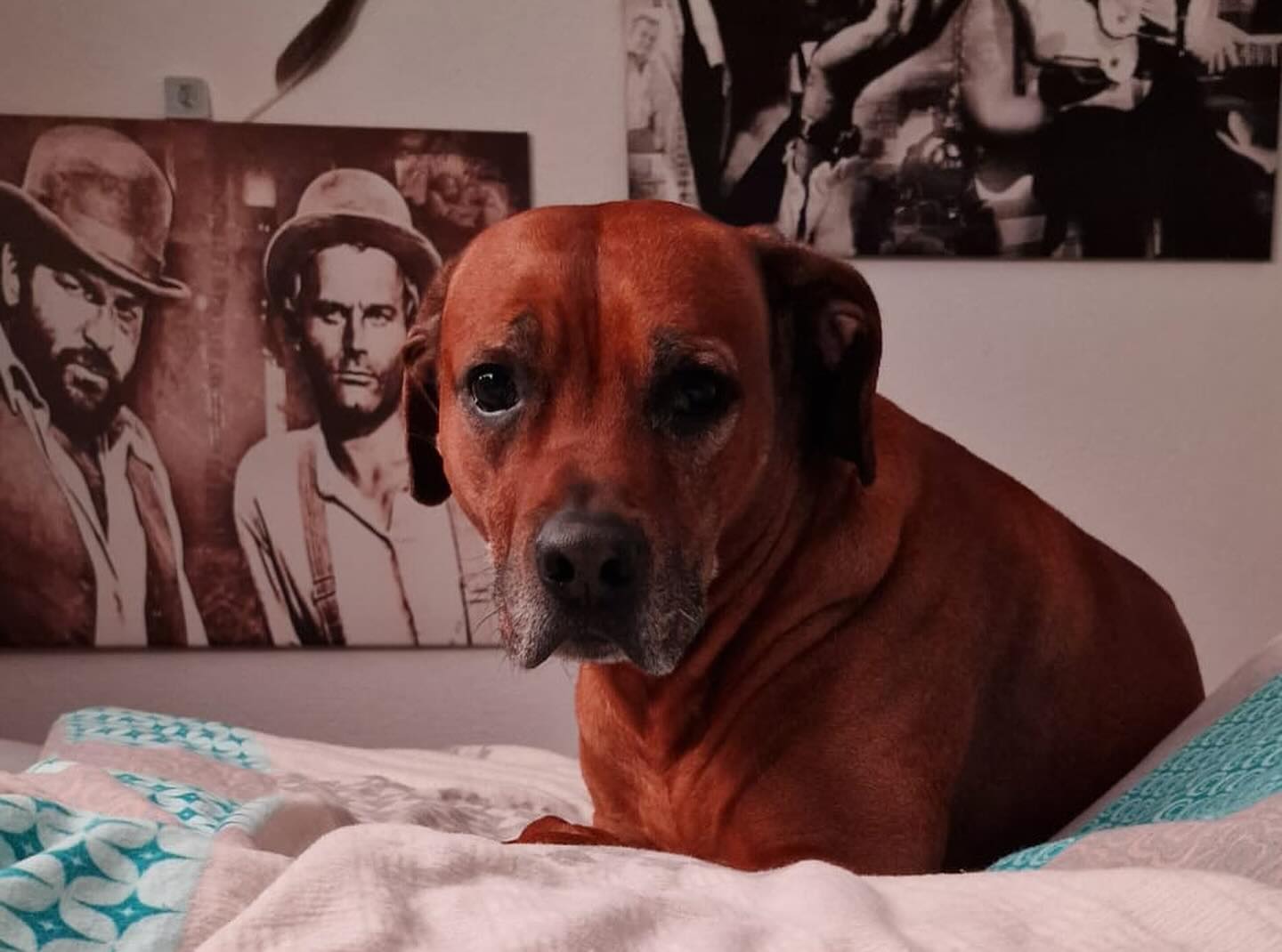 Ihr glaubt nicht wie gut einem sowas tut. Du kannst nix machen, alles tut weh und dir geht’s grad einfach scheisse in diesem Moment. Dann legt sich so nen Typ neben dich und ist einfach nur da. Mein bester Freund. Das ist doch soooo schön einfach und gibt Kraft.

Mehr braucht es nicht ... Danke @tantejani danke Jogi

#krebsisteinarschloch #darmkrebs#krebskämpfer #krebskrank #cancer #mutmacher #cancerfighter #lifestyle#cancerblogger #lifeisgood #lifeisbeautiful #lifecoachin #palliativ #darmkrebs#lifeofadventure #dasistpalliativ #selfie #healthylifestyle #healthy #gesundheit #gesundleben #krank #krankheit #lebensfreude #darmkrebskämpfer #krebskrank  #cancerfighter #lebedeinleben #lebensmotto #fickdichkrebs #zitate 
#fckcancer